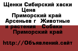 Щенки Сибирский хаски › Цена ­ 15 000 - Приморский край, Арсеньев г. Животные и растения » Собаки   . Приморский край